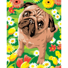 Malowanie po numerach Mops