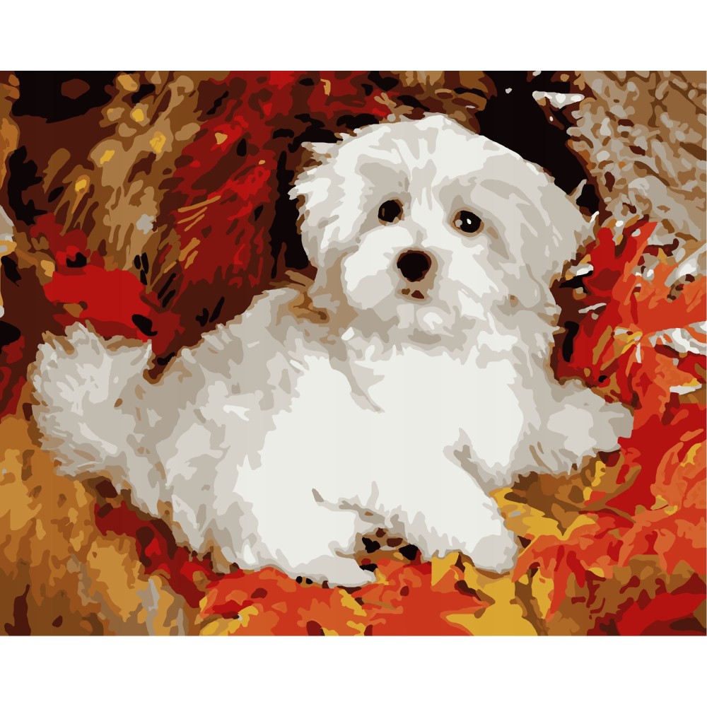 Malowanie po numerach Maltańczyk