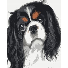 Malowanie po numerach King Charles Spaniel
